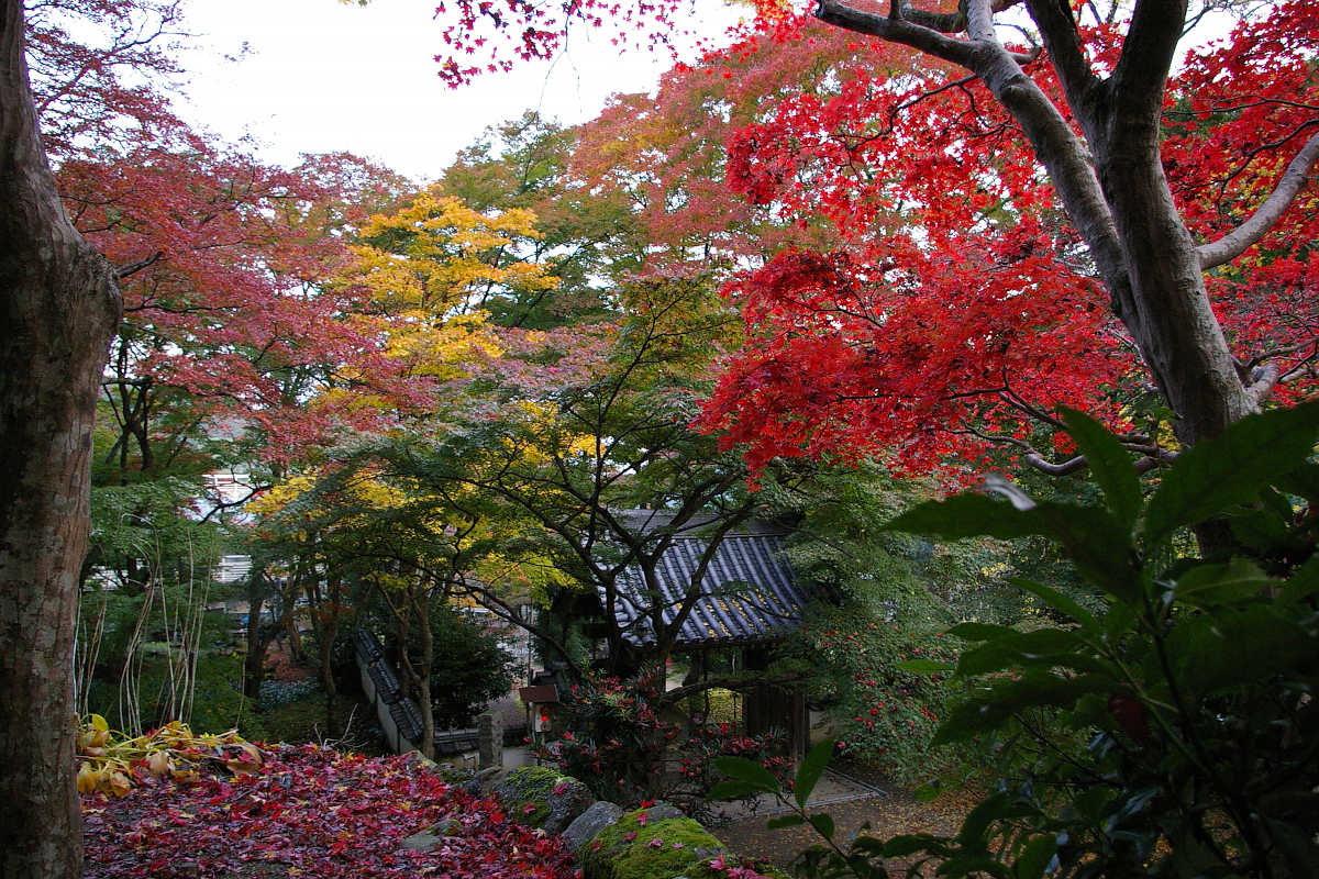 岸和田・牛滝山大威徳寺の紅葉