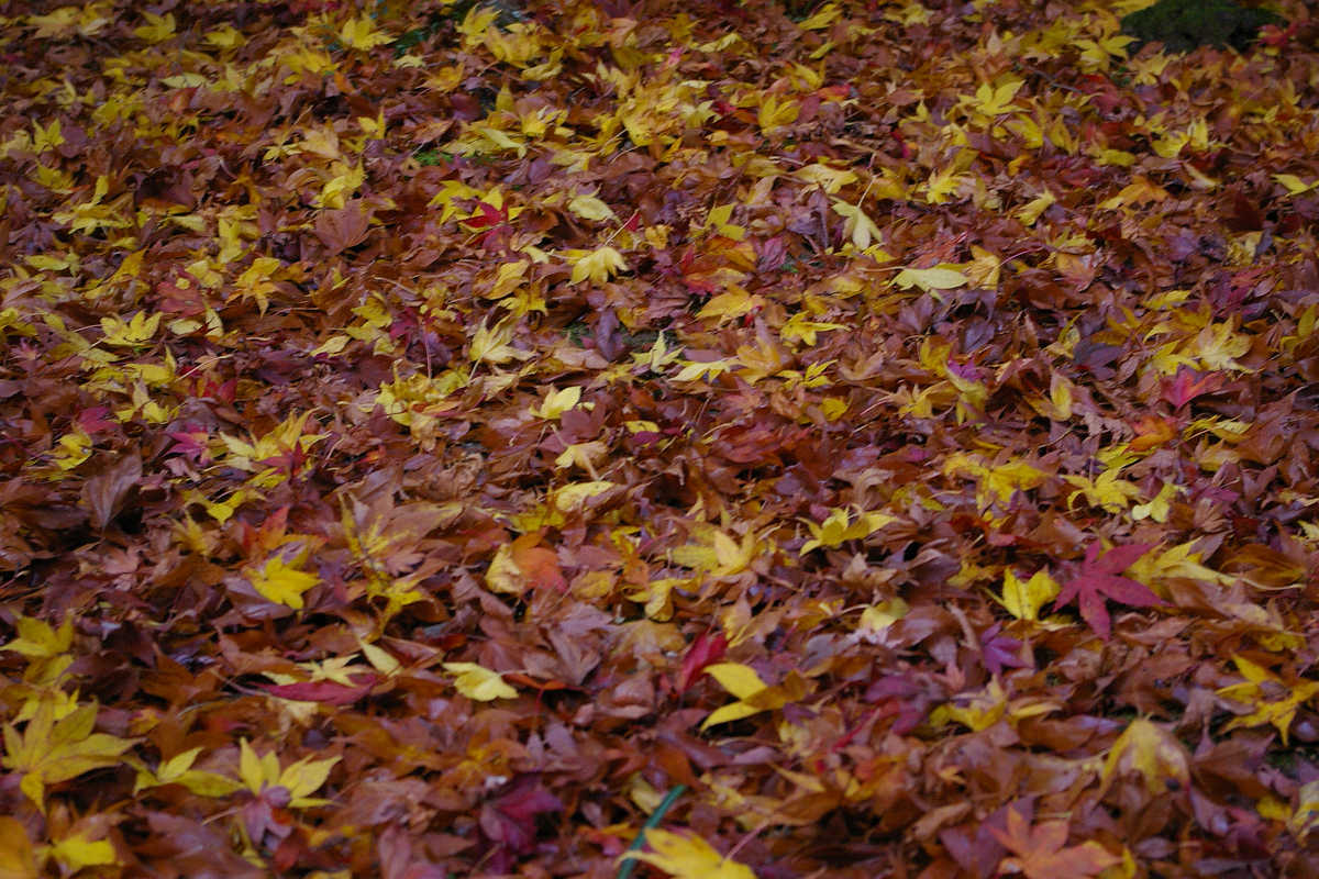 岸和田・牛滝山大威徳寺の紅葉