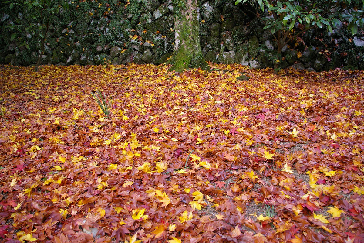 岸和田・牛滝山大威徳寺の紅葉