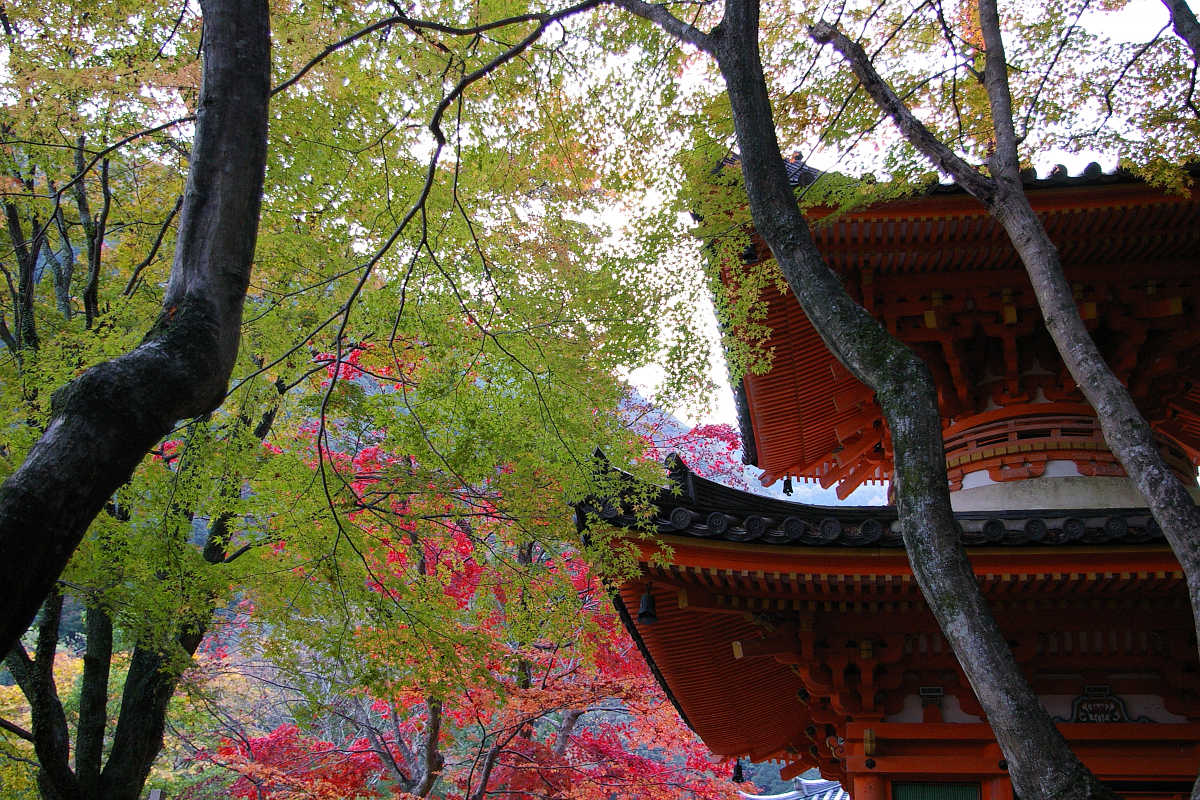 岸和田・牛滝山大威徳寺の紅葉