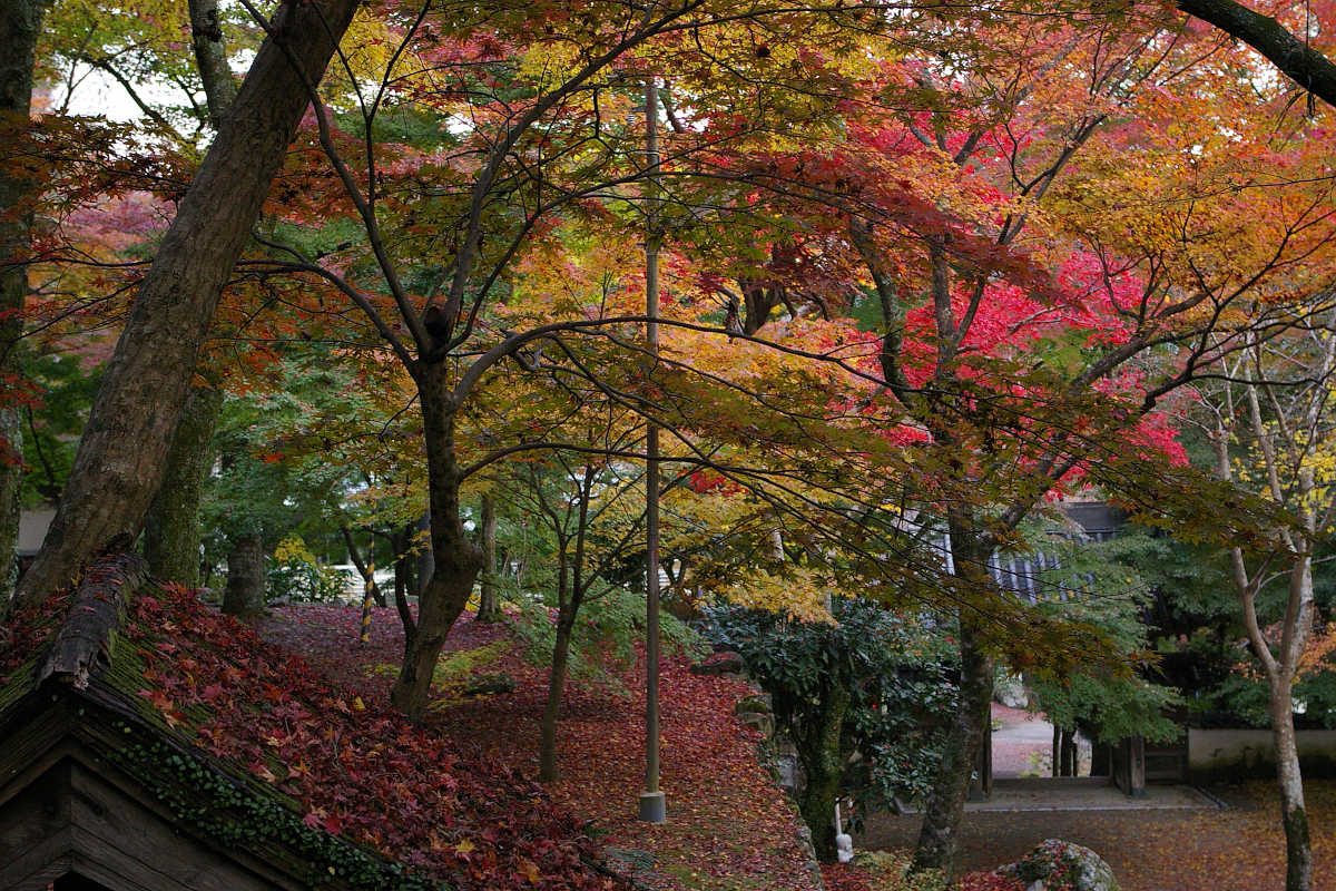 岸和田・牛滝山大威徳寺の紅葉