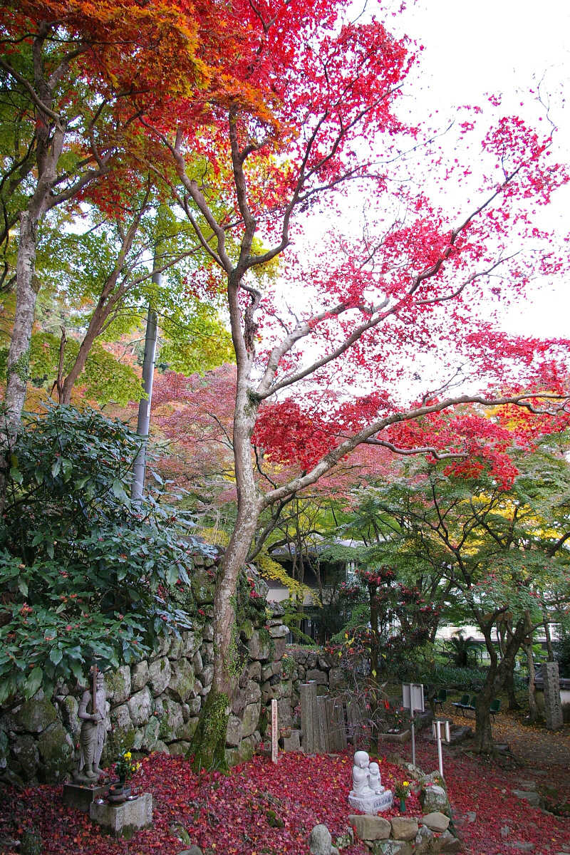 岸和田・牛滝山大威徳寺の紅葉