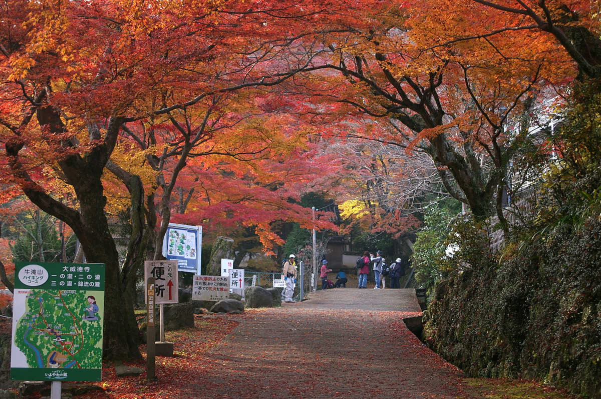 岸和田・牛滝山大威徳寺の紅葉