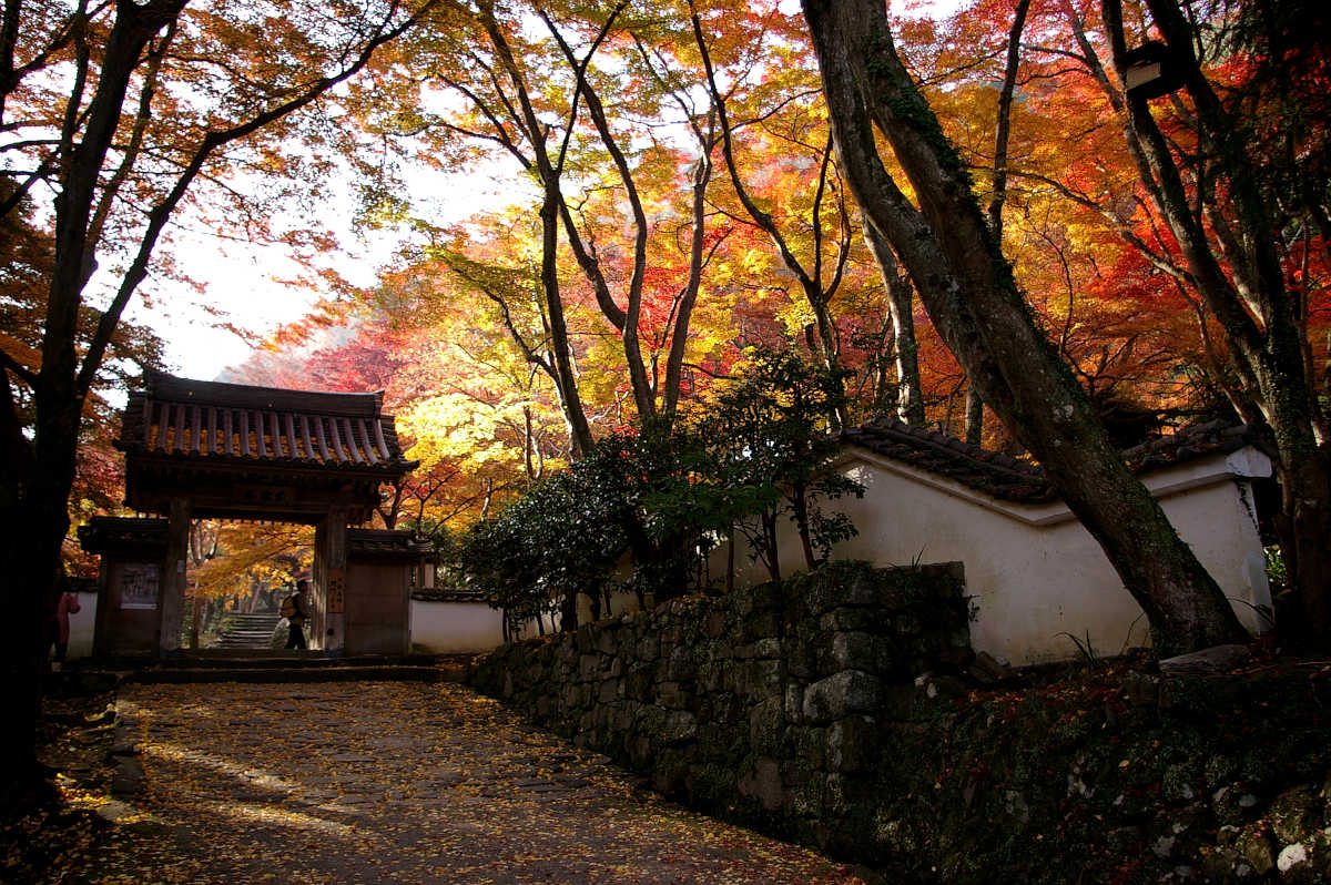 岸和田・牛滝山大威徳寺の紅葉