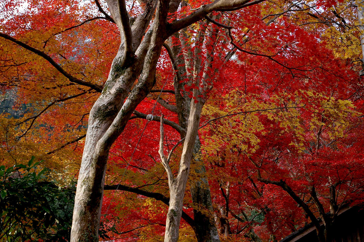 岸和田・牛滝山大威徳寺の紅葉