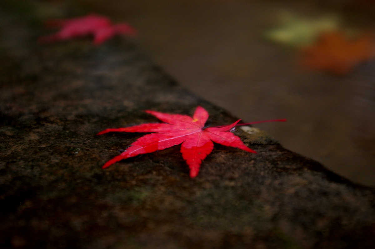 岸和田・牛滝山大威徳寺の紅葉