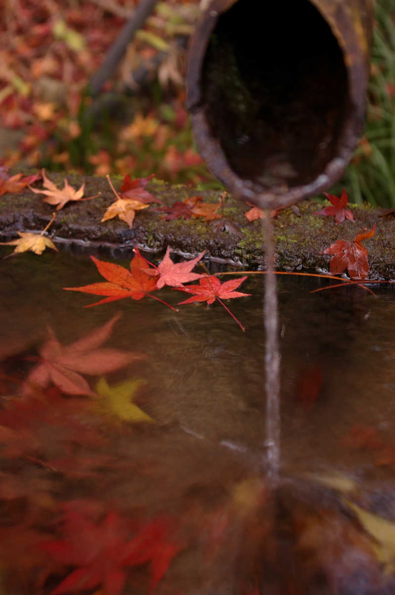 岸和田・牛滝山大威徳寺の紅葉