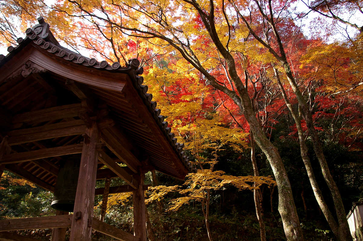 岸和田・牛滝山大威徳寺の紅葉