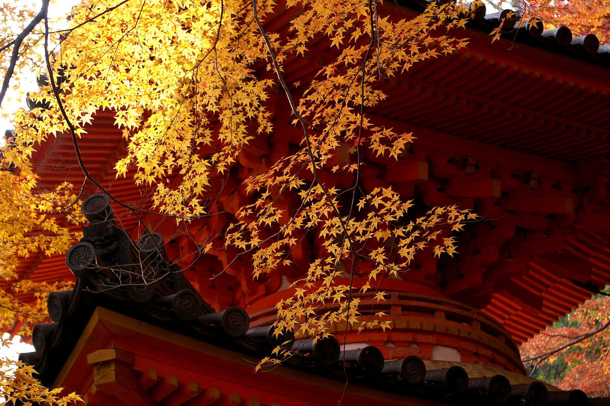 岸和田・牛滝山大威徳寺の紅葉