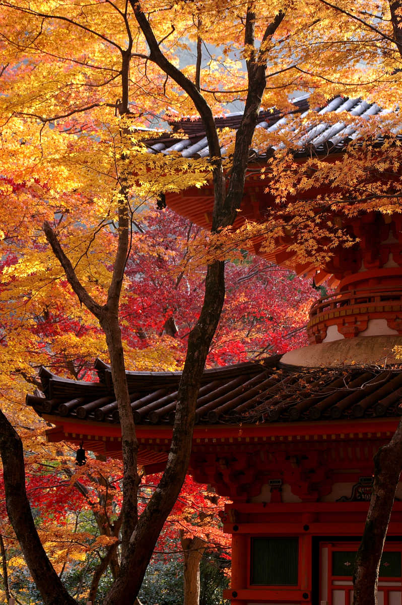 岸和田・牛滝山大威徳寺の紅葉