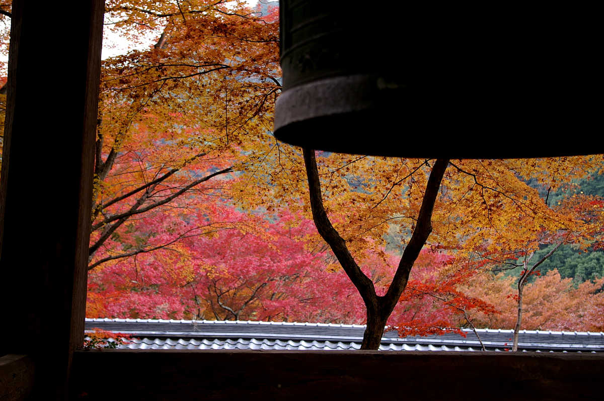 岸和田・牛滝山大威徳寺の紅葉