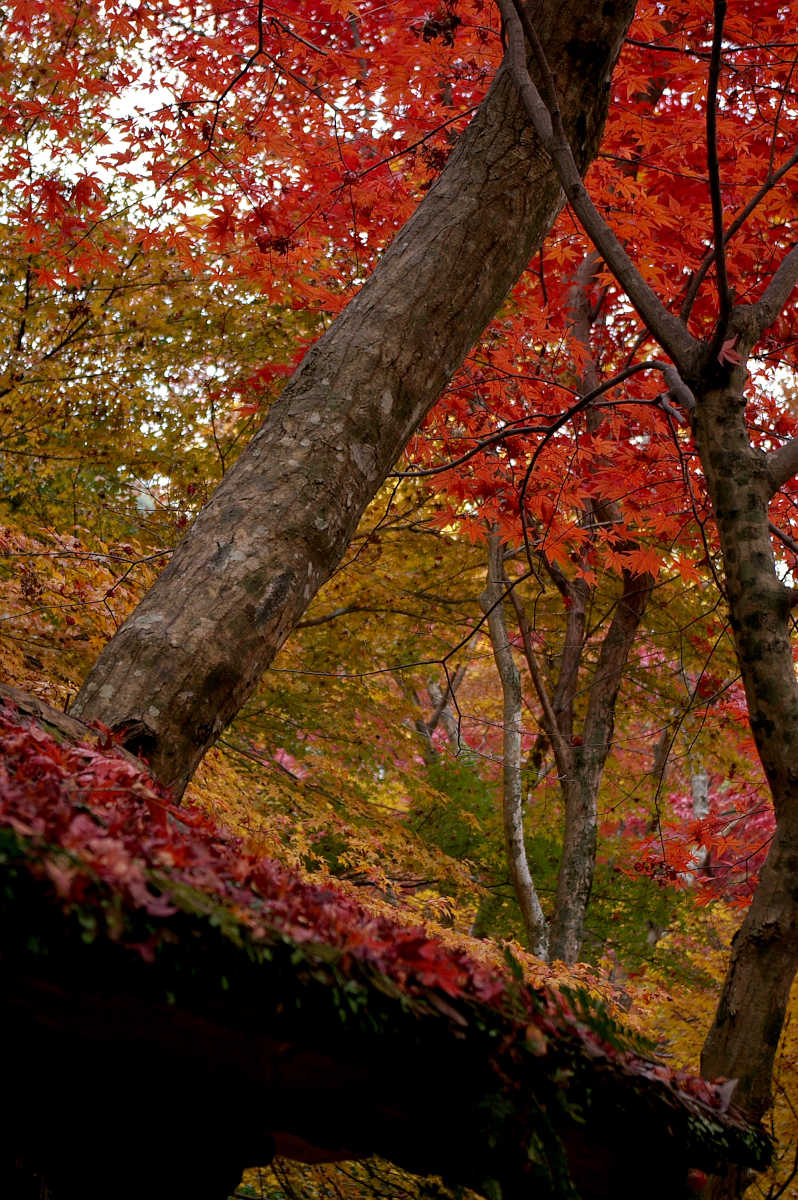 岸和田・牛滝山大威徳寺の紅葉