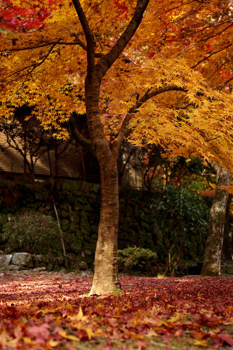 岸和田・牛滝山大威徳寺の紅葉