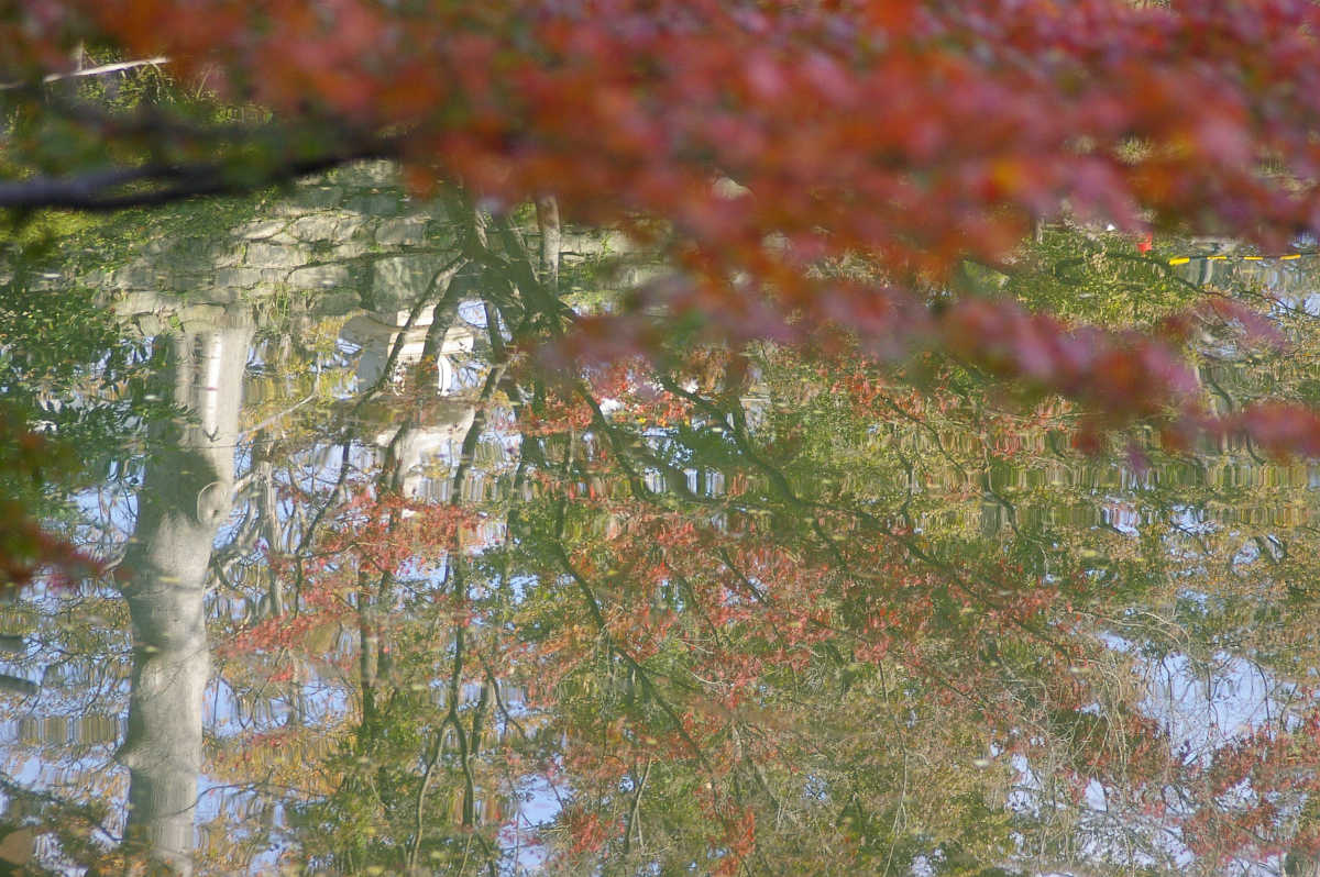 和歌山城　紅葉渓庭園の紅葉