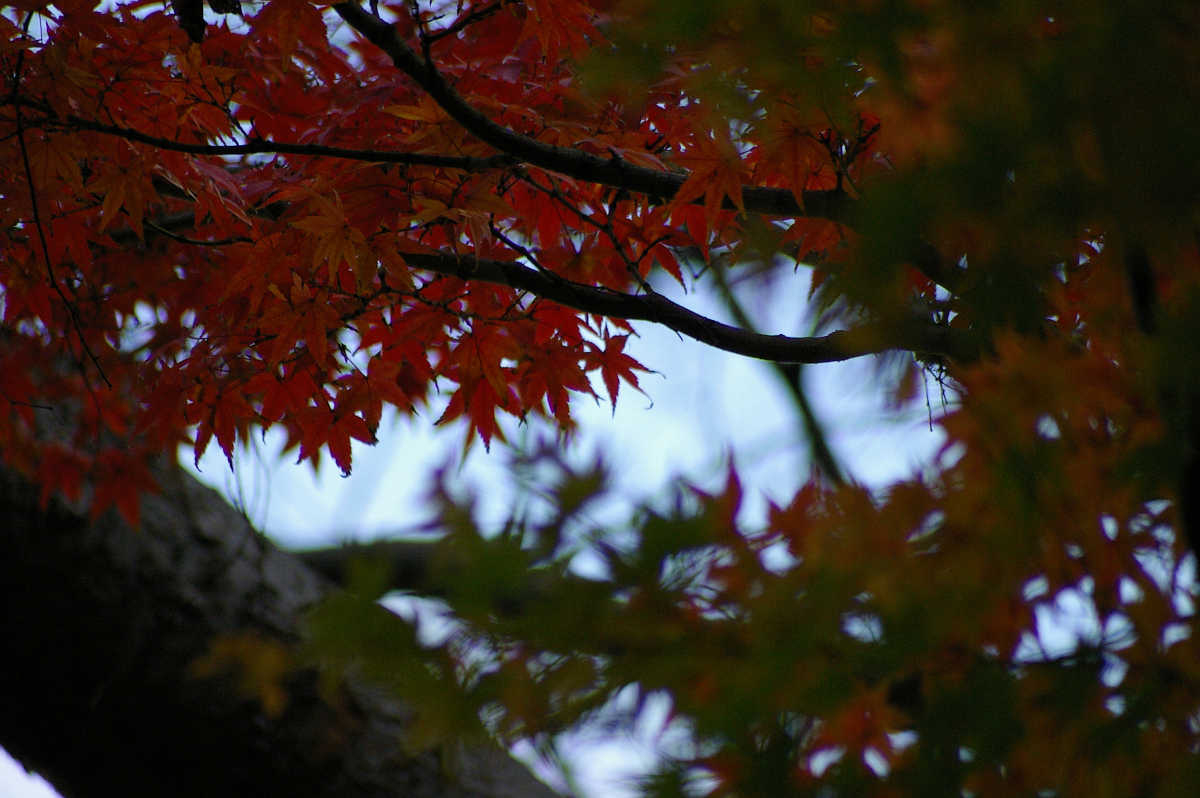 和歌山城　紅葉渓庭園の紅葉