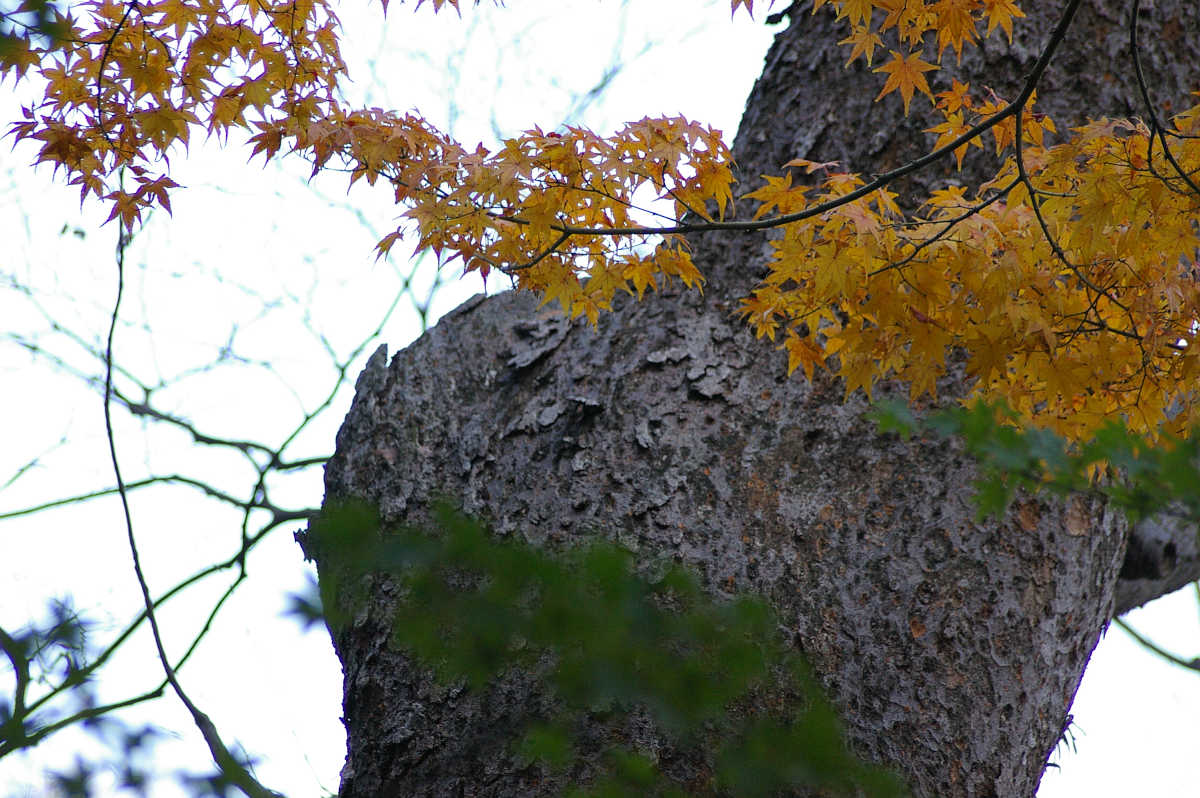 和歌山城　紅葉渓庭園の紅葉