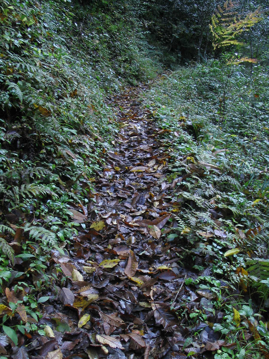 有田川・湯川渓谷の紅葉