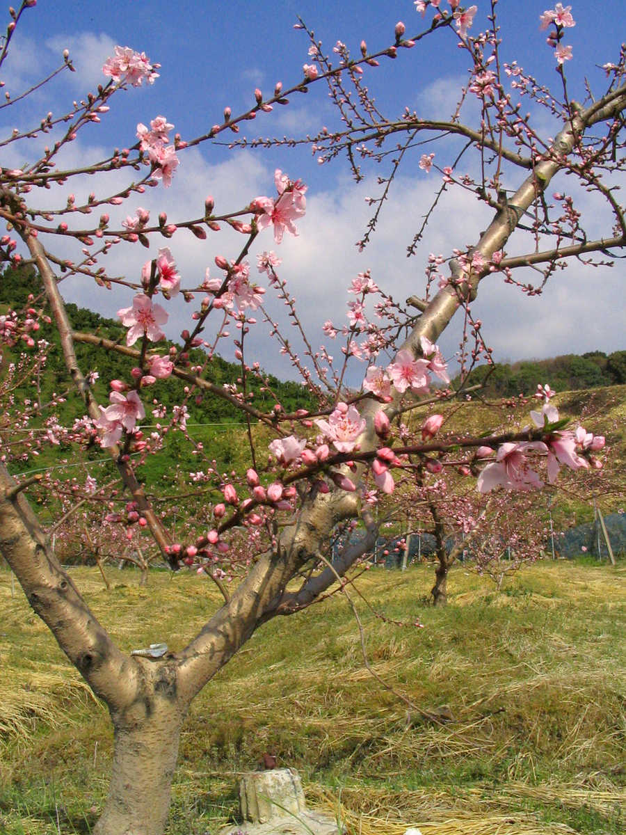 和歌山県桃山町・桃畑の写真