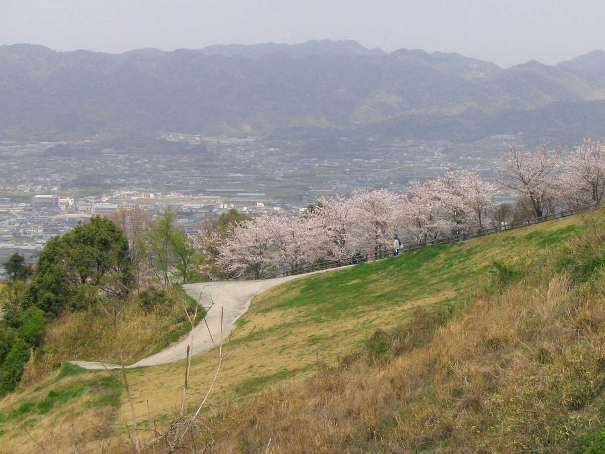 和歌山県桃山町・桃畑の写真