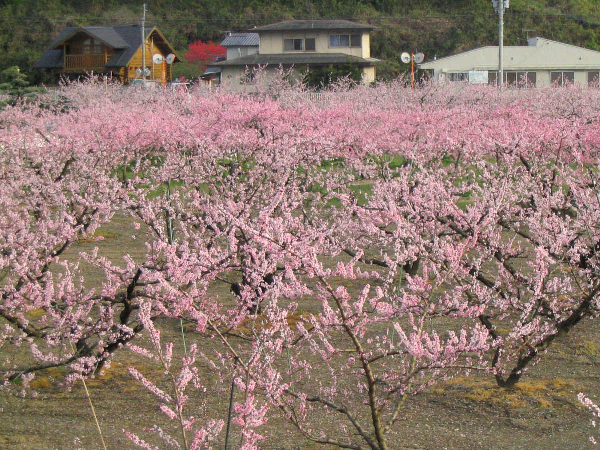 和歌山県桃山町・桃畑の写真