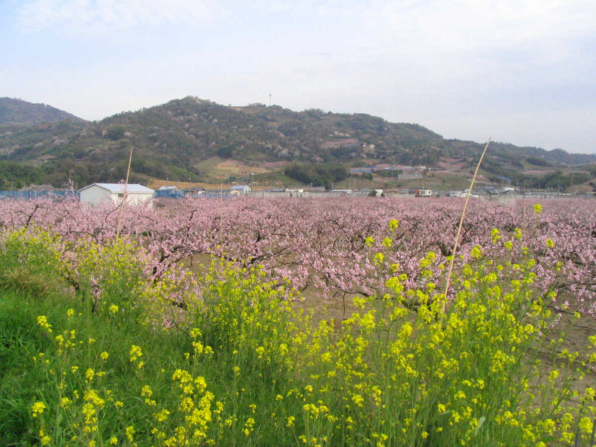 和歌山県桃山町・桃畑の写真