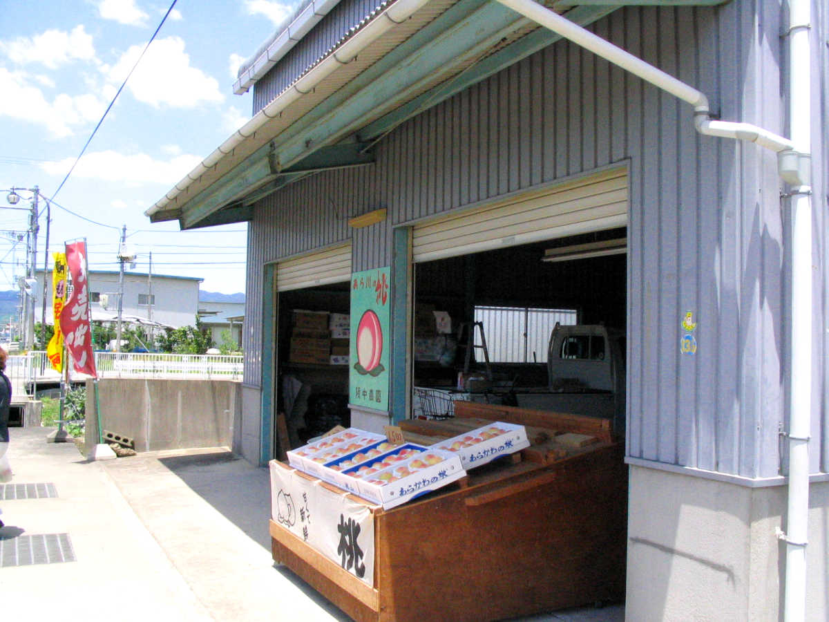 和歌山県桃山町・桃畑の写真