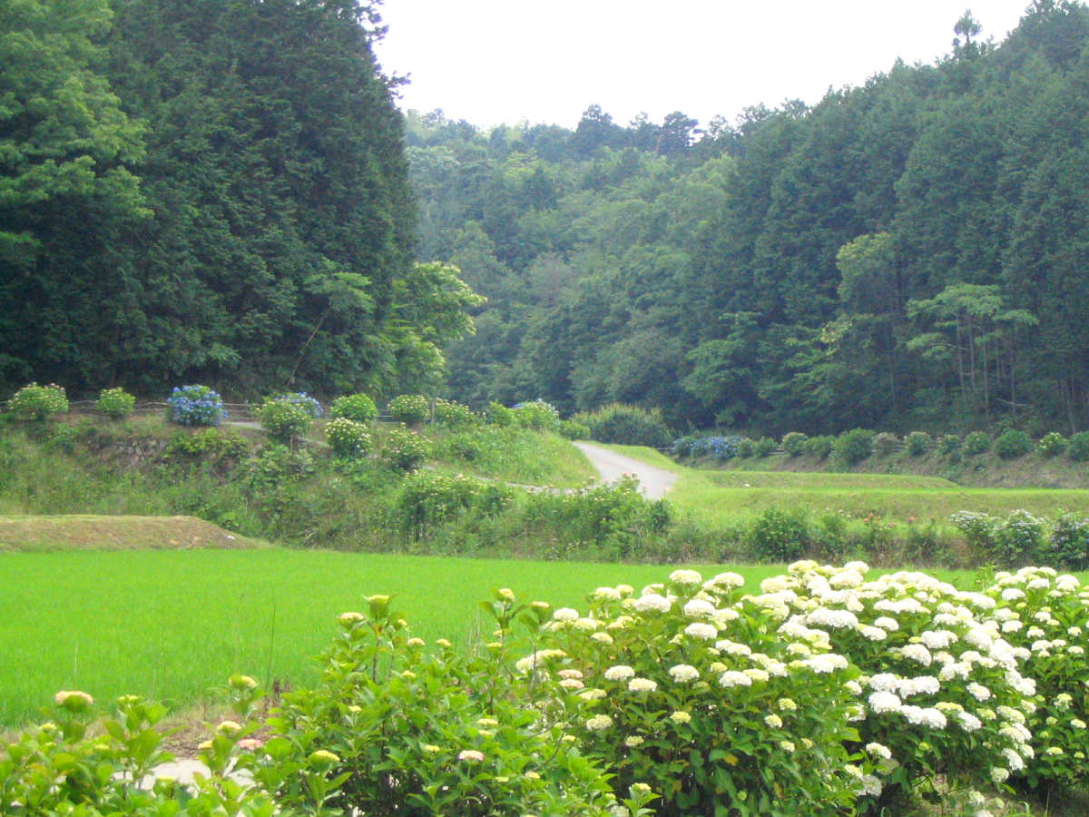 勢和村　丹生大師周辺