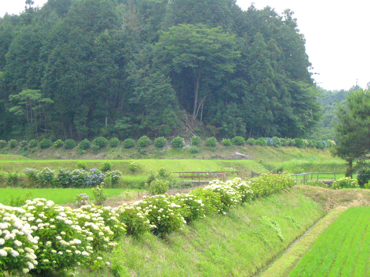 勢和村　丹生大師周辺