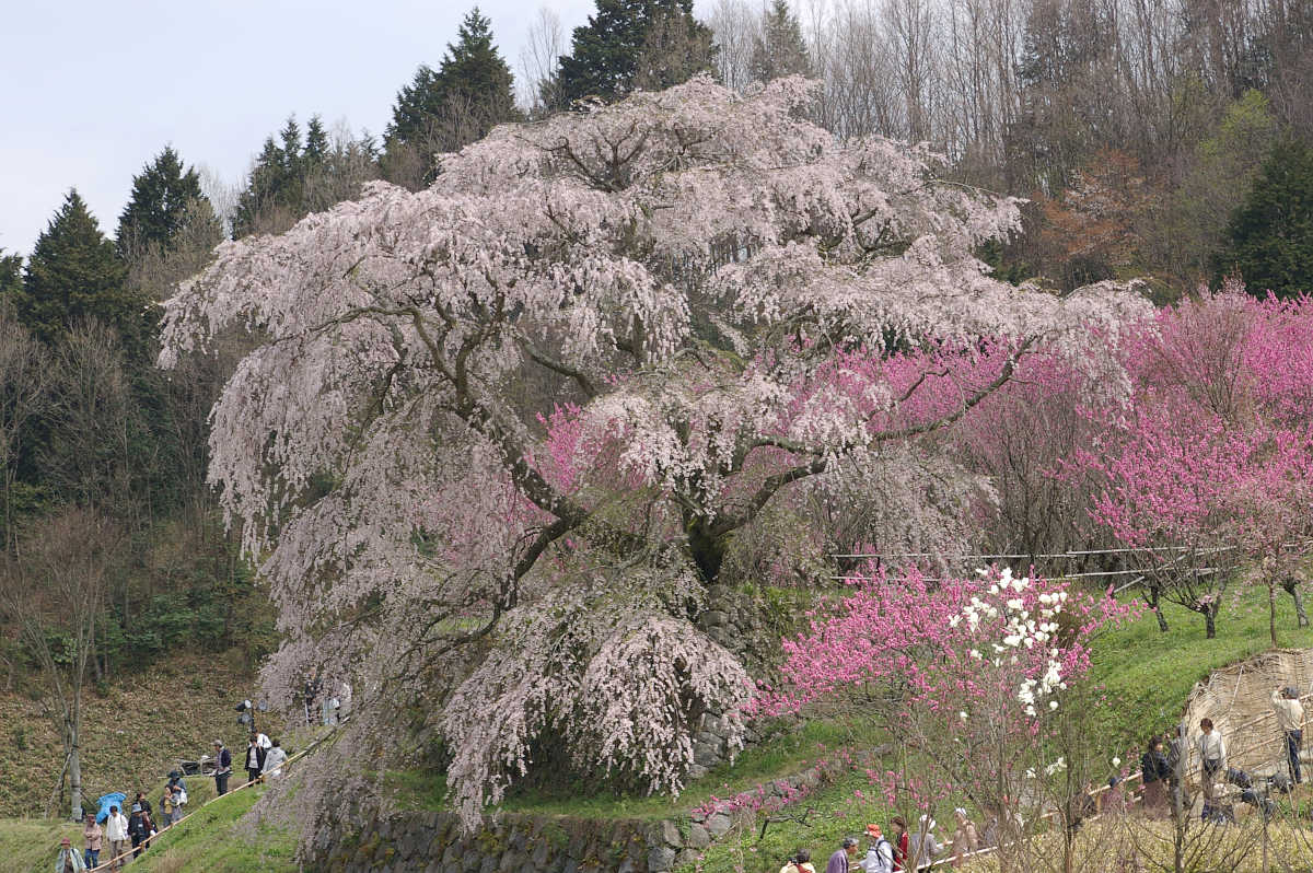 大宇陀町の又兵衛桜、散策