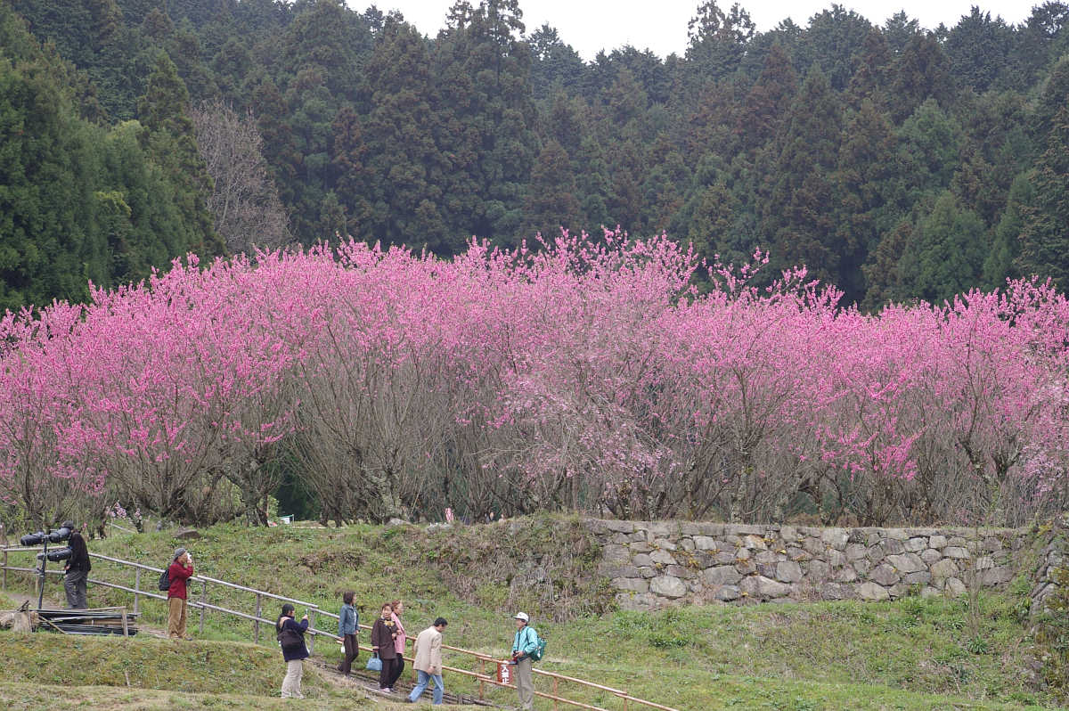 大宇陀町の又兵衛桜、散策