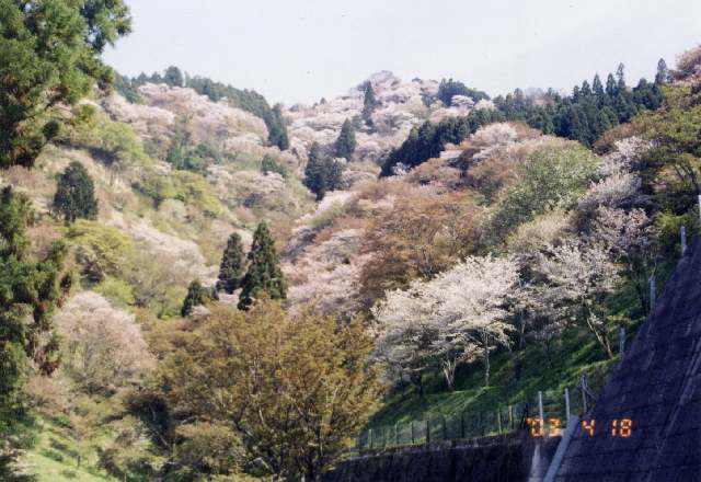 吉野山の桜