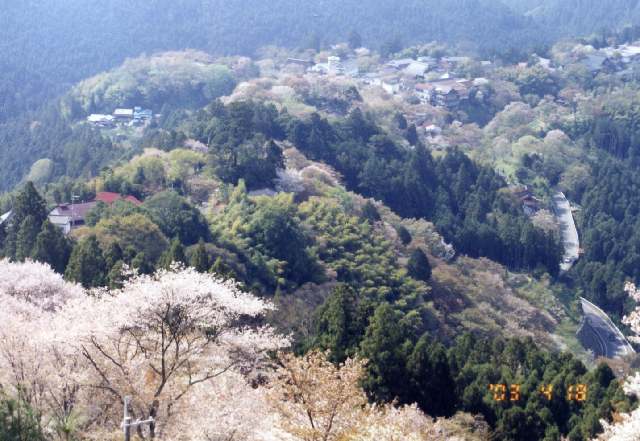 吉野山の桜