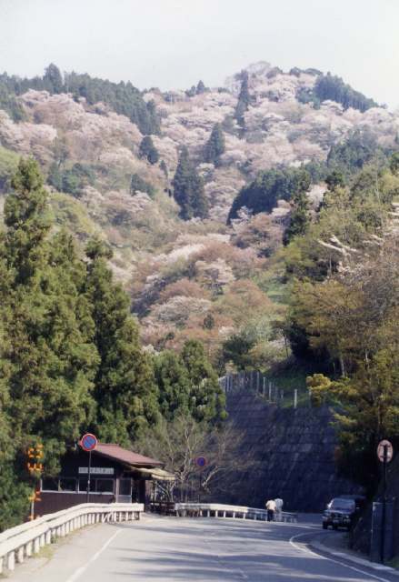 吉野山の桜