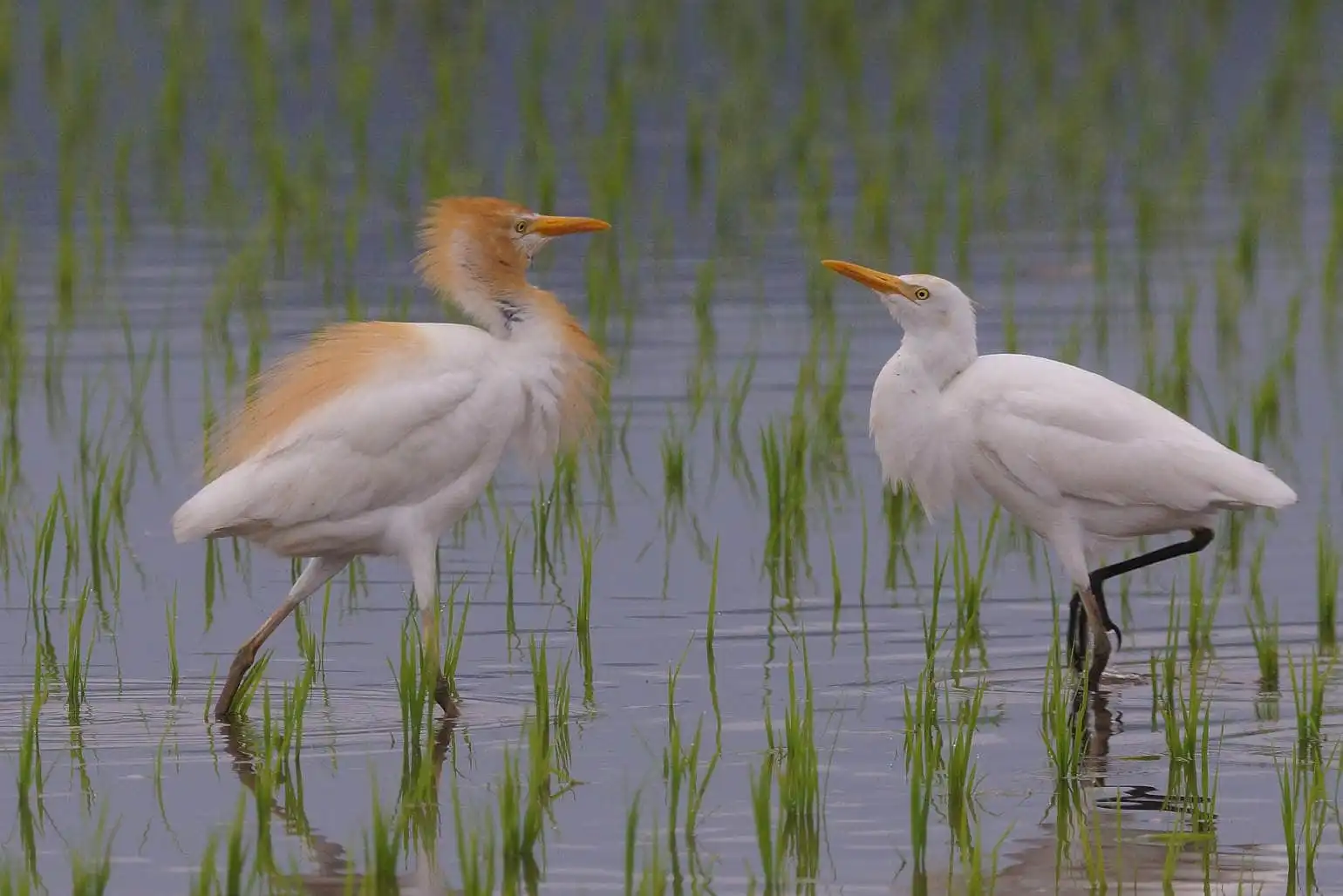 野鳥画像・アマサギの求愛?の写真