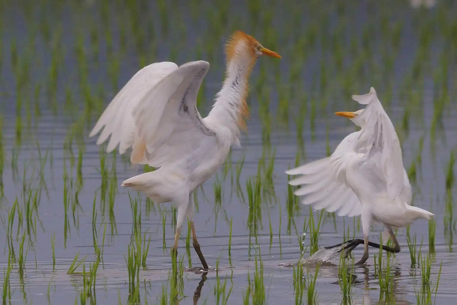 野鳥画像・アマサギの求愛?の写真
