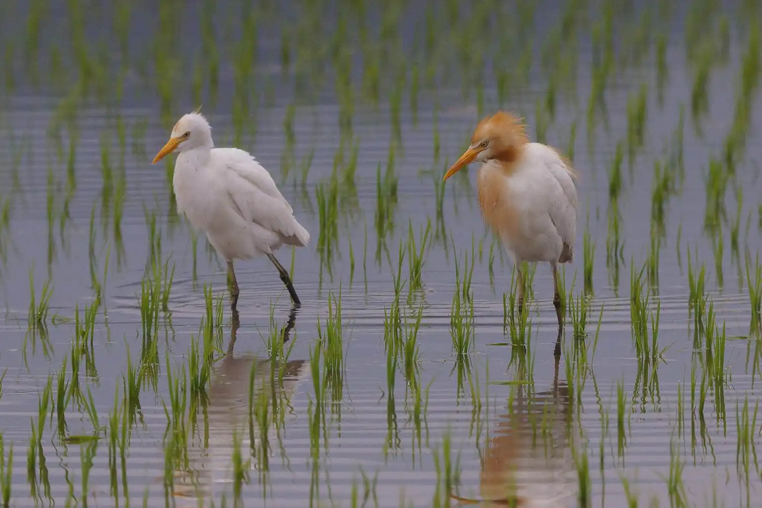 野鳥画像・アマサギの求愛?の写真