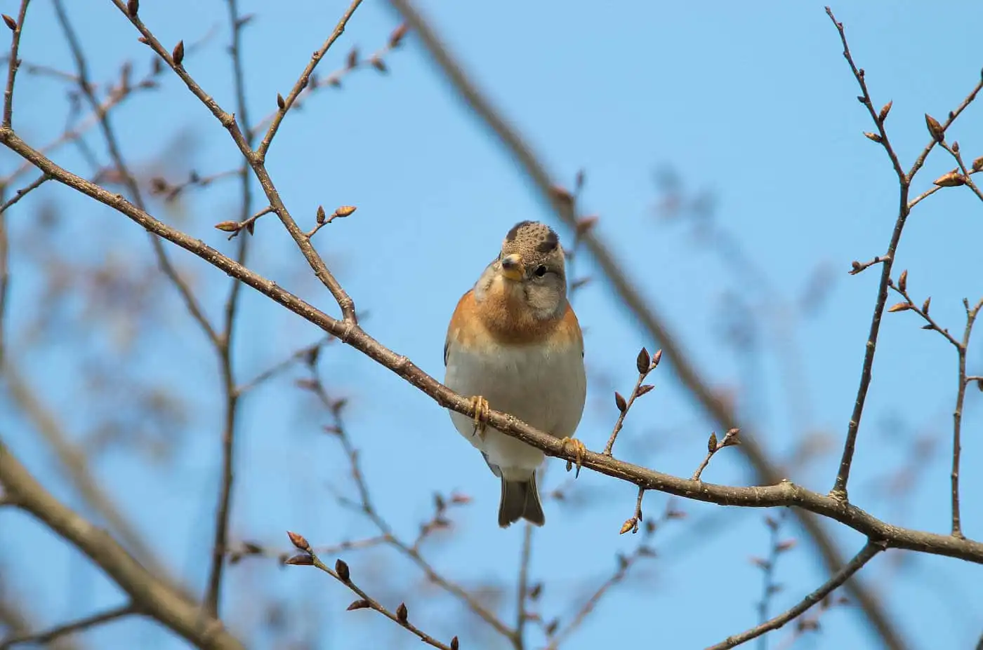 野鳥画像・1月に撮影したアトリの写真