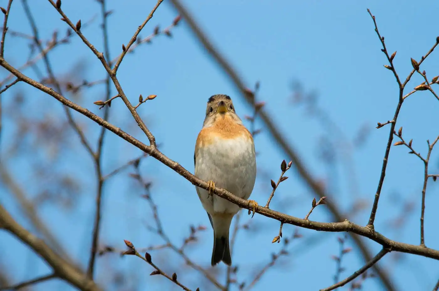 野鳥画像・1月に撮影したアトリの写真