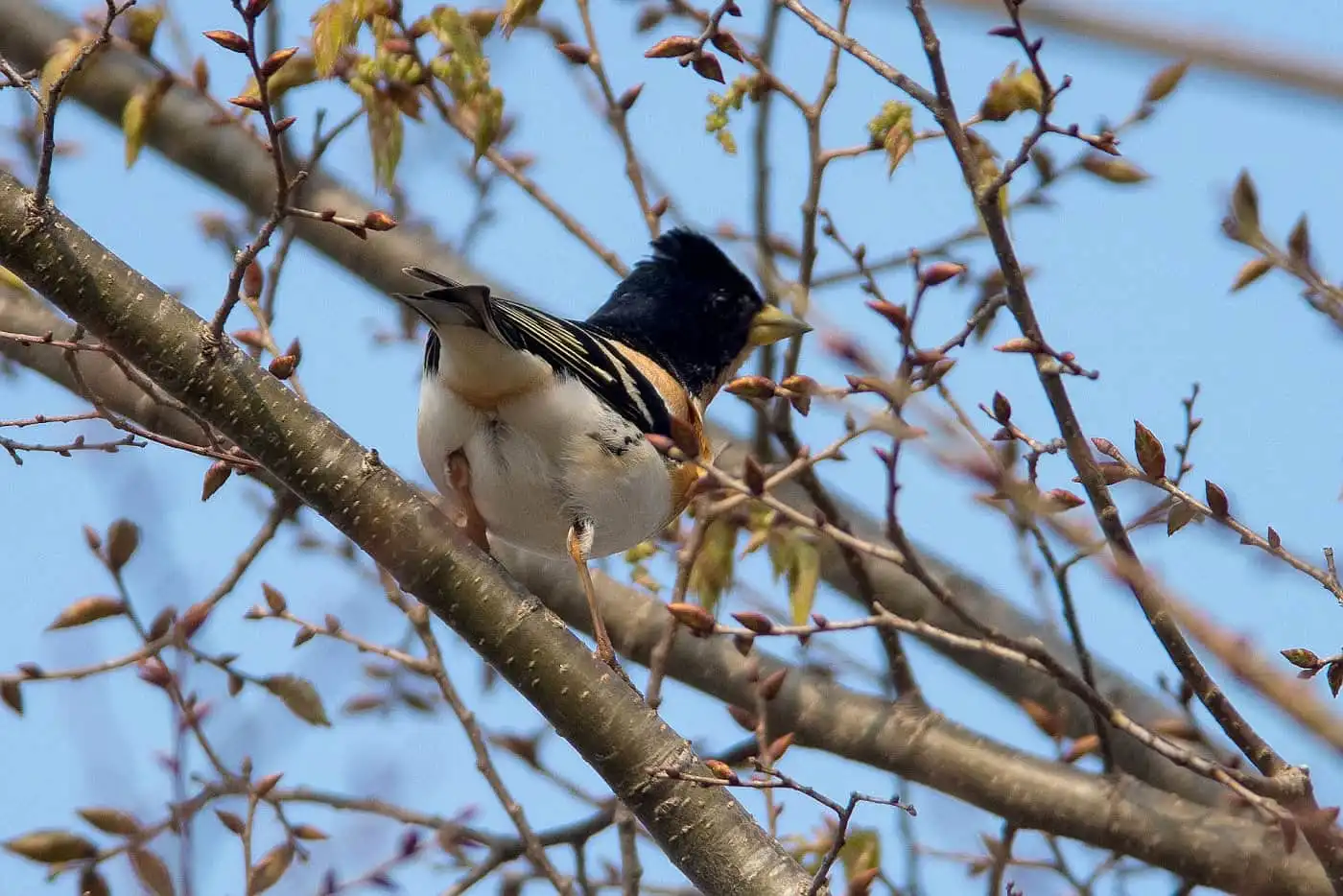 野鳥画像・5月に撮影した頭が真っ黒な雄のアトリの写真
