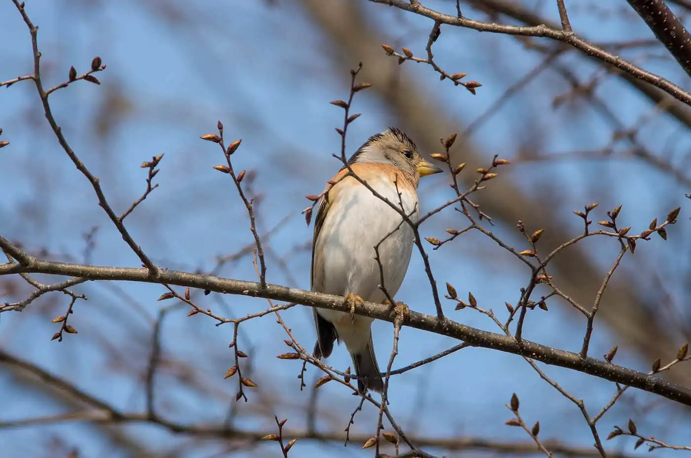 野鳥画像・5月に撮影したアトリの写真