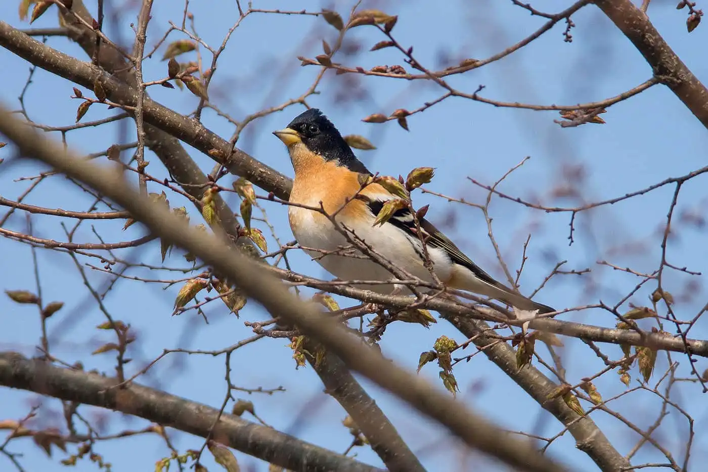 野鳥画像・5月に撮影した頭が真っ黒な雄のアトリの写真