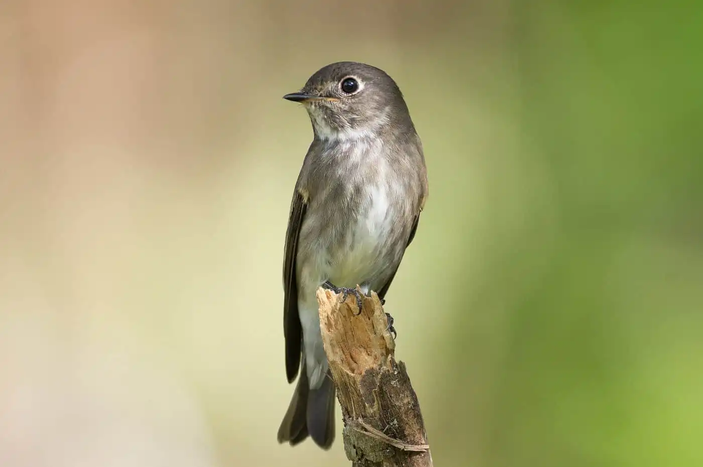 幻想的な背景の野鳥・エゾビタキの写真画像