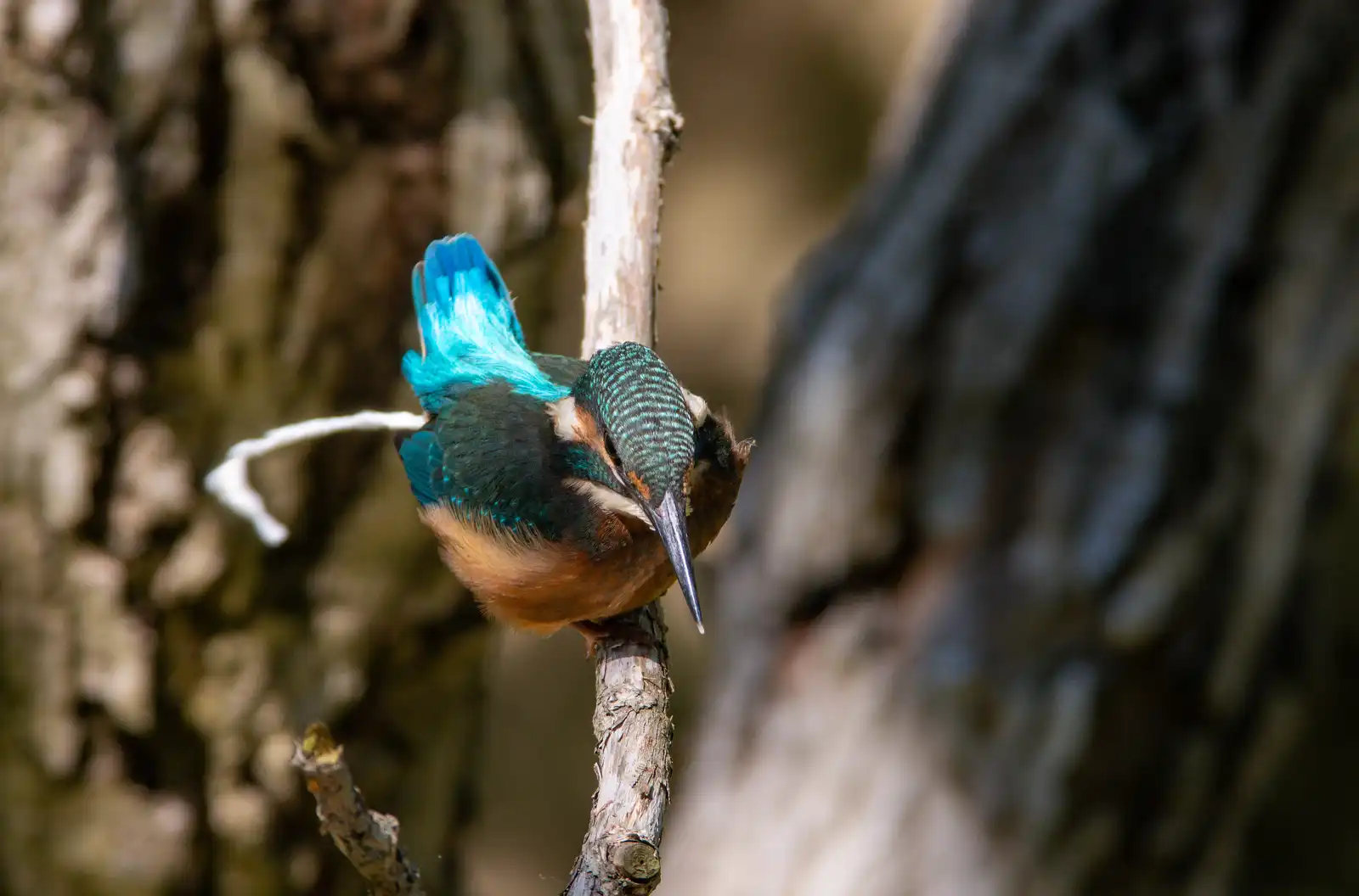 AFボーグ BORG71FLで撮影した野鳥・カワセミの写真画像