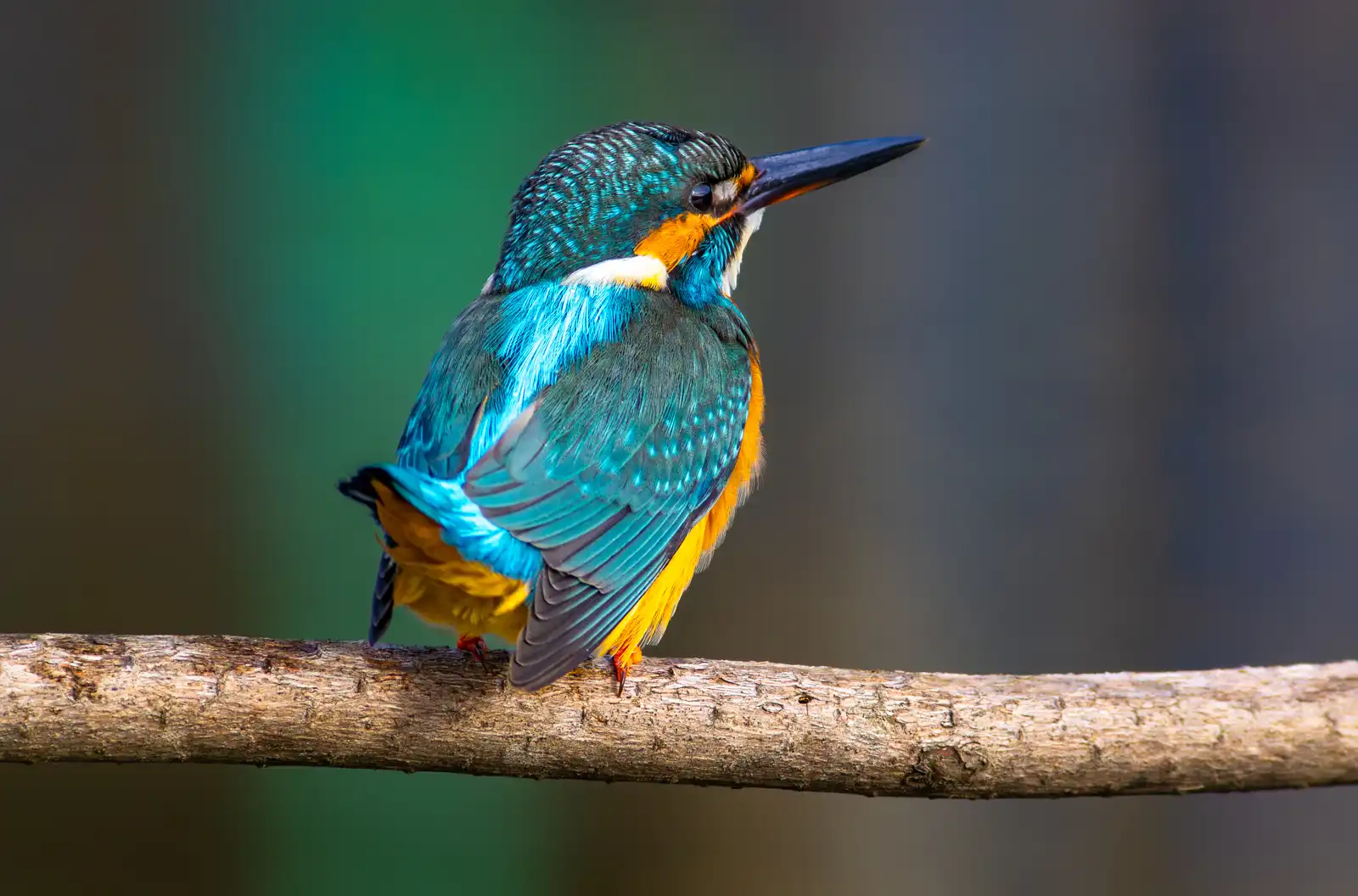 AFボーグ 60EDで撮影した野鳥・カワセミの写真画像