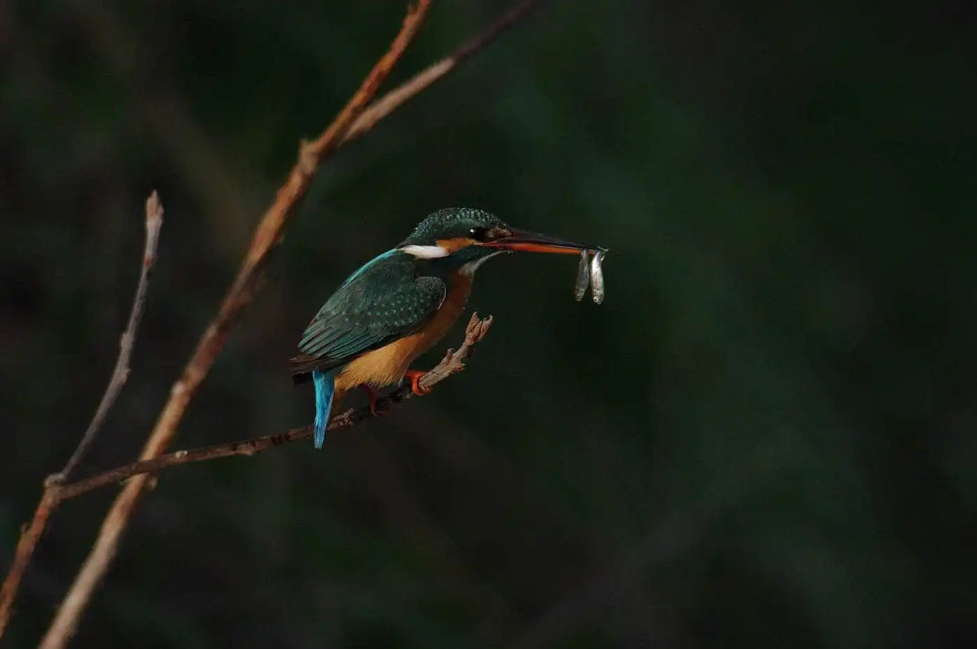 AFボーグ BORG101EDで撮影した野鳥・カワセミの写真画像