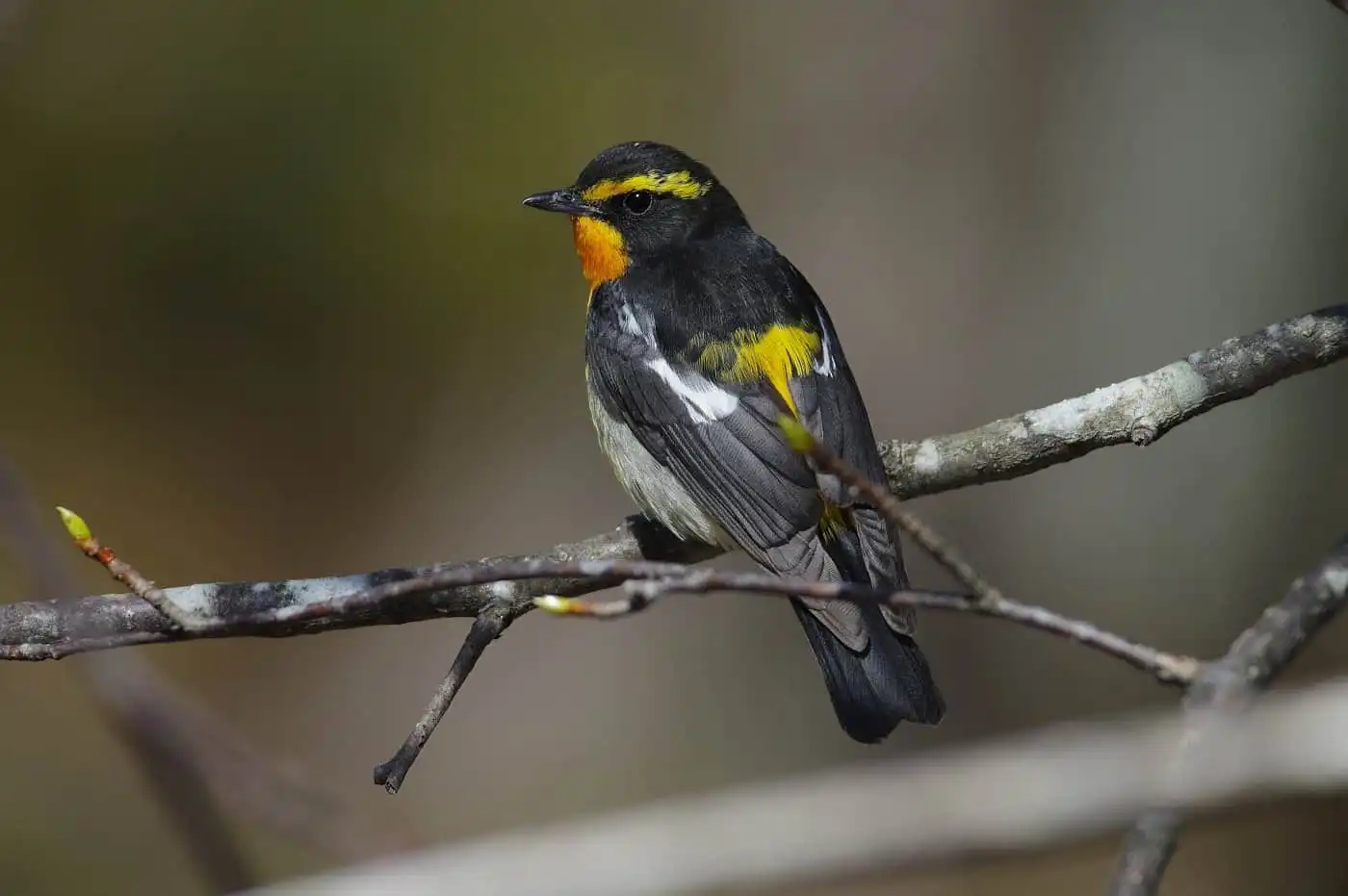 野鳥写真・キビタキの写真
