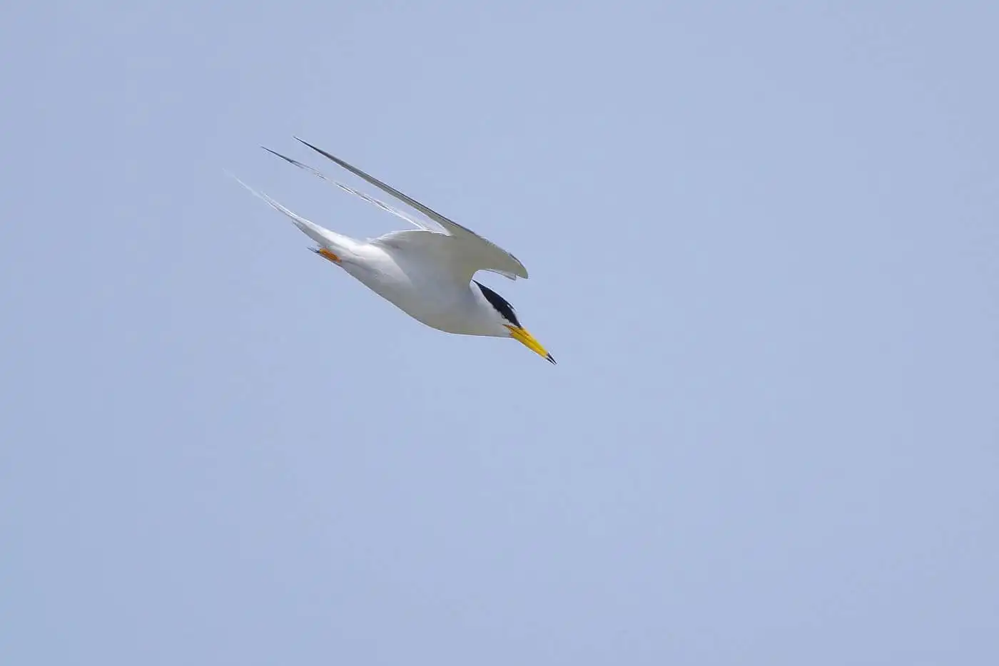 野鳥画像・コアジサシの写真