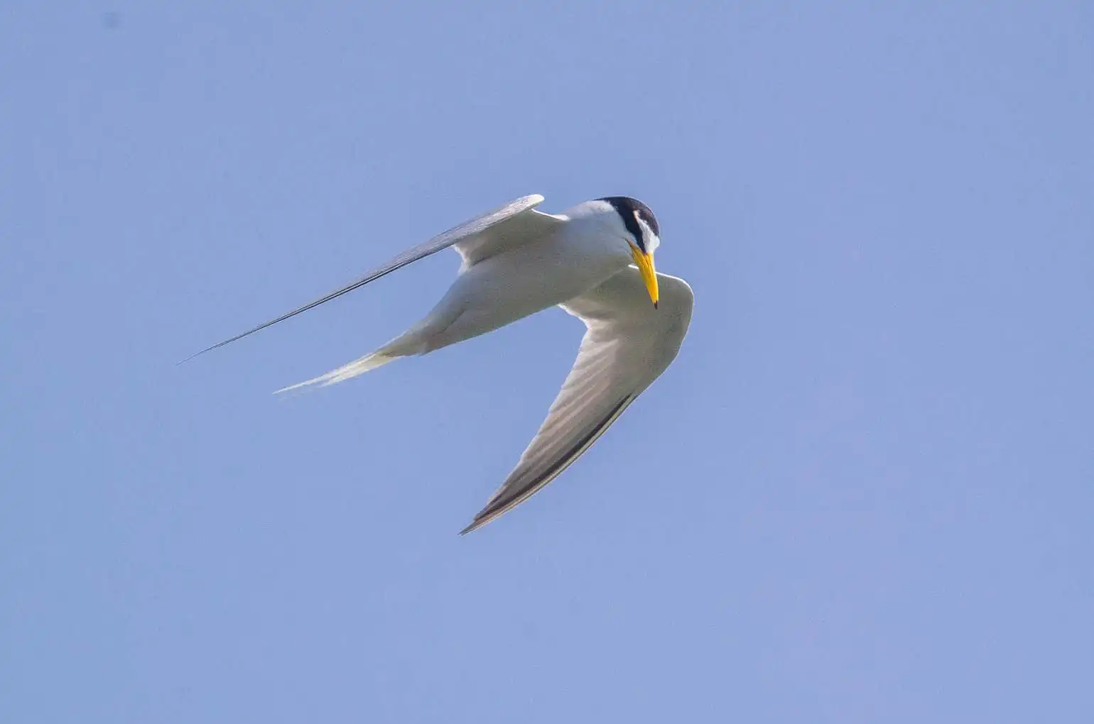 野鳥画像・コアジサシの写真