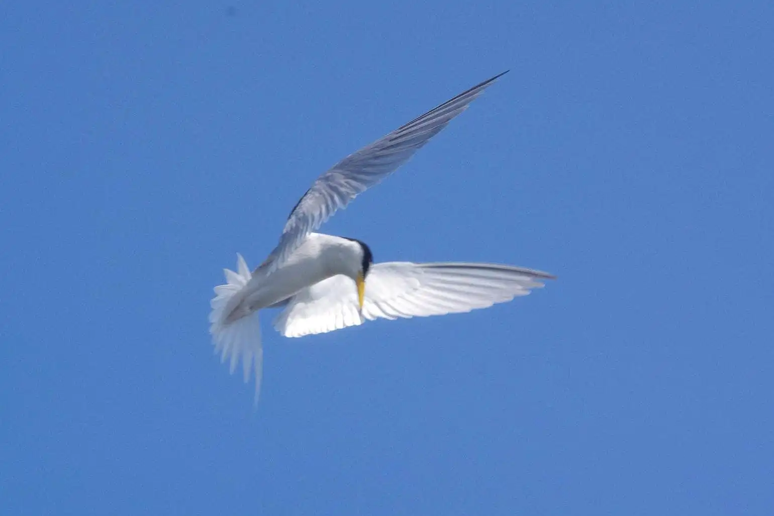 野鳥画像・コアジサシの写真