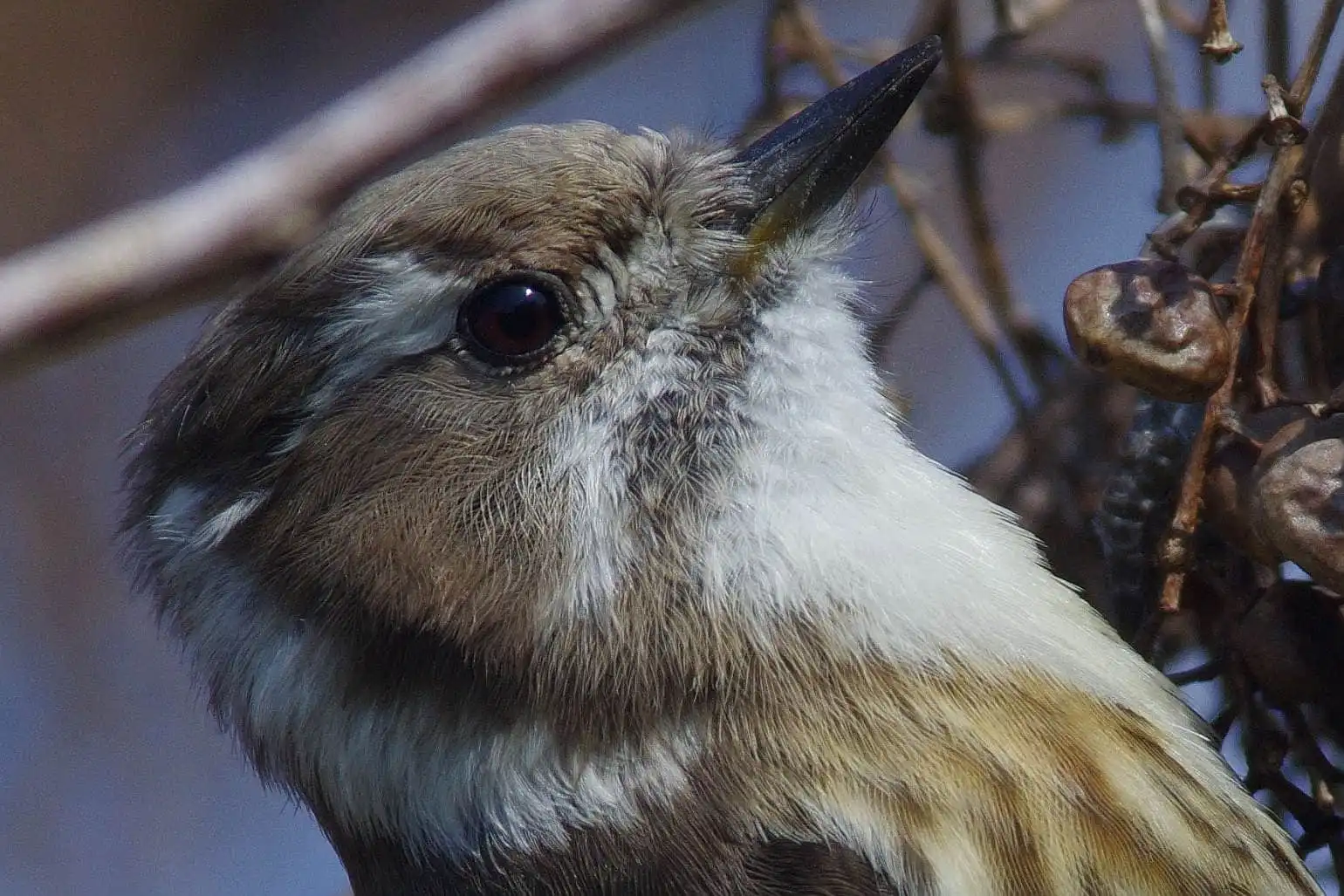 野鳥写真・コゲラの写真